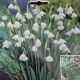 SNOWDROPS GIANT 8PP