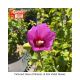 ROSE OF SHARON LIL KIM VIO #3
