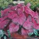 BULB CALADIUM FANNIE MUNSON