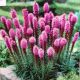 BULB LIATRIS VIOLET