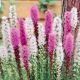 BULB LIATRIS MIX