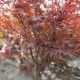 MAPLE JAP FIREGLOW #15