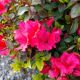 AZALEA GIRARDS CRIMSON #3