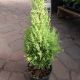 CYPRESS LEMON 6