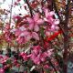 CRABAPPLE ROYAL RAINDROPS #10