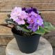 AFRICAN VIOLET 6