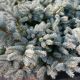 SPRUCE DWARF GLOBE BLUE #6