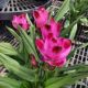 CURCUMA 6
