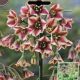 MEDITERRANEAN BELLS 12PP