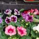 GLOXINIA ASSORTED 5