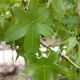 SWEETGUM HAPPIDAZE #15