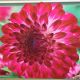 BULB DAHLIA CAPROZ PIZZAZZ