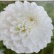 BULB DAHLIA BOOM BOOM WHITE