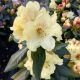 RHODODENDRON GOLD PRINZ #2