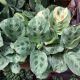 PRAYER PLANT 6