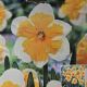 NARCISSUS ORANGERY 6PP