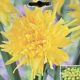 NARCISSUS RIP VAN WINKLE 7PP
