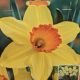 NARCISSUS RED DEVON 7PP