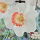 NARCISSUS PINK CHARM 7PP