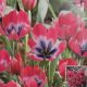 TULIP LITTLE BEAUTY 15PP