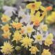 NARCISSUS ROCKGARDEN MIXTURE 7PP