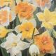 NARCISSUS BUTTERFLY MIXTURE 7PP