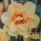 NARCISSUS DOUBLE FASHION 7PP