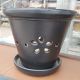 ORCHID POT DAISY 7.25