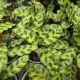 CALATHEA LANCIFOLIA 4
