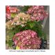 HYDRANGEA INVINC SPIRIT II #3