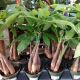 MONEY TREE 4