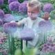 ALLIUM GLADIATOR 2PP