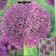 ALLIUM PURPLE SUZE 2PP