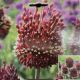 ALLIUM RED MOHICAN 2PP