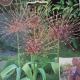 ALLIUM SCHUBERTII 2PP