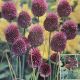ALLIUM DRUMSTICKS 25PP