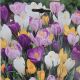 CROCUS LARGE FLOWERING MIX 15PP