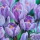 CROCUS PICKWICK 12 PP