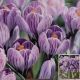 CROCUS PICKWICK 12 PP