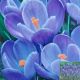 CROCUS REMEMBRANCE 12PP