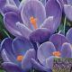 CROCUS REMEMBRANCE 12PP
