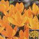 CROCUS YELLOW MAMMOUTH 10PP