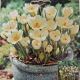 CROCUS CREAM BEAUTY 15PP