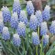 GRAPE HYACINTH (MUSCARI) PEPPERMINT 20PP