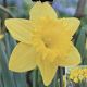 NARCISSUS DUTCH MASTER 7PP
