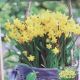 NARCISSUS TETE A TETE 7PP