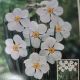 NARCISSUS ORIGINAL POET'S DAFFODIL 7PP