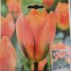 TULIP ORANGE EMPEROR