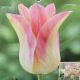 TULIP ELEGANT LADY 7PP