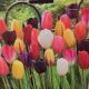 TULIP SINGLE LATE MIX 8PP